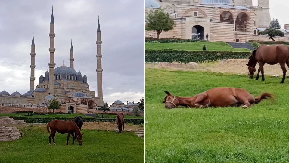 Edirne Selimiye Camisi Meydanında Başıboş Atlar Otladı: Görenler Gözlerine İnanamadı