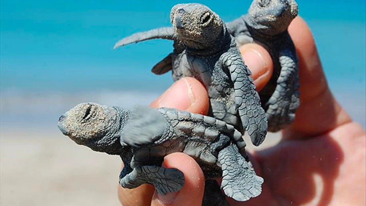 Küresel ısınma caretta carettaların cinsiyet dengesini bozdu
