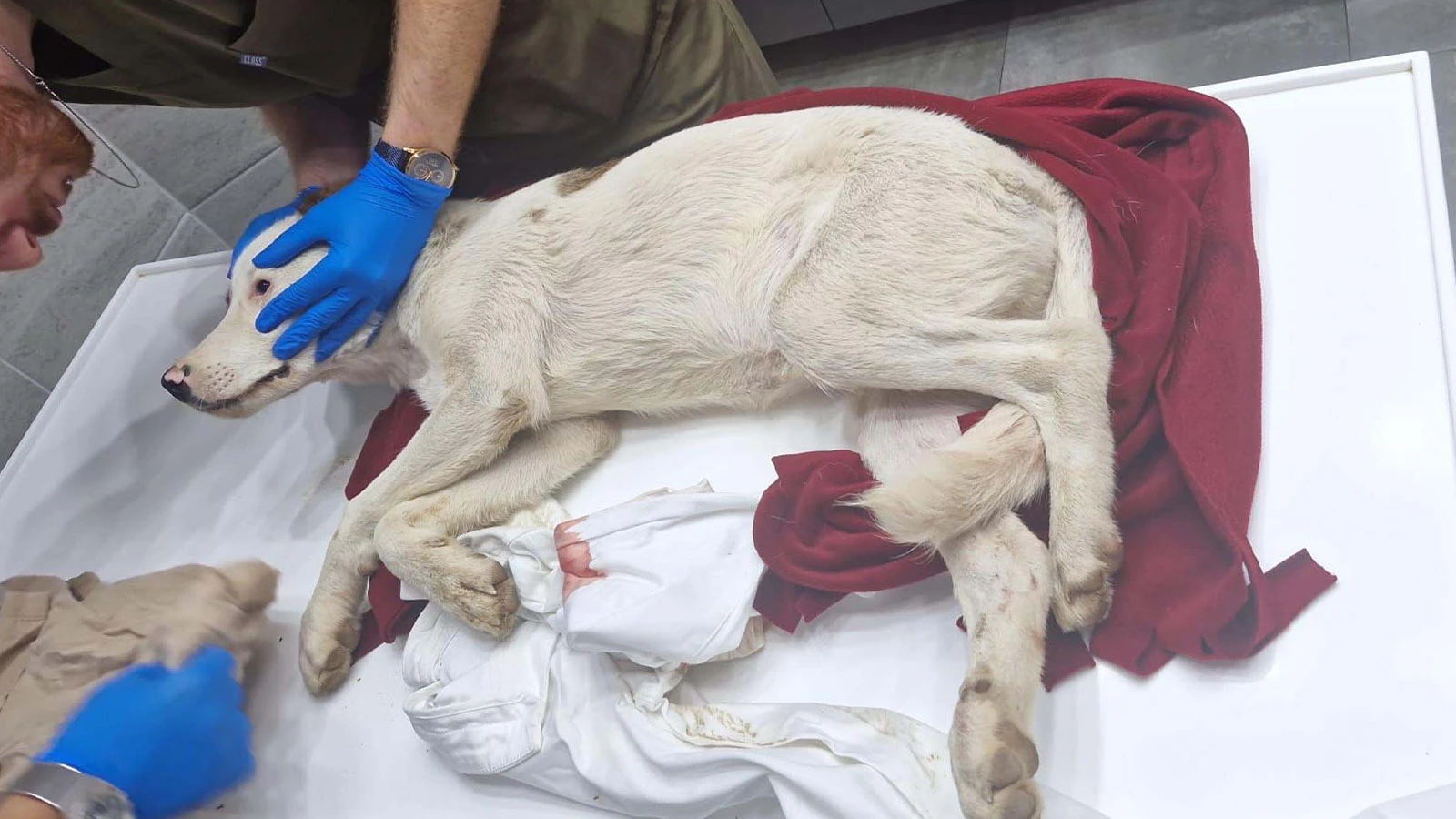 Yavru köpeklerden birini av tüfeğiyle öldürdü, diğerini yaraladı