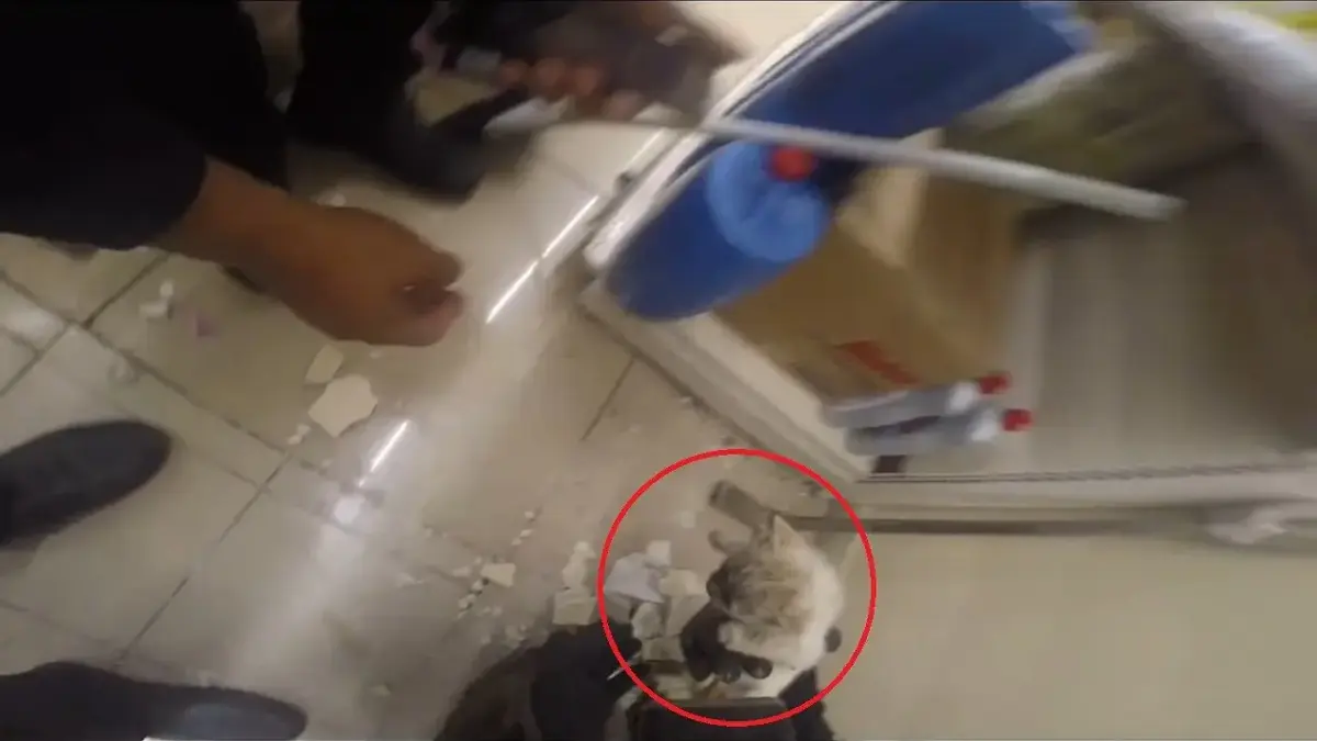 Diyarbakırda Demir Profilin İçine Sıkışan Kedi Kurtarıldı