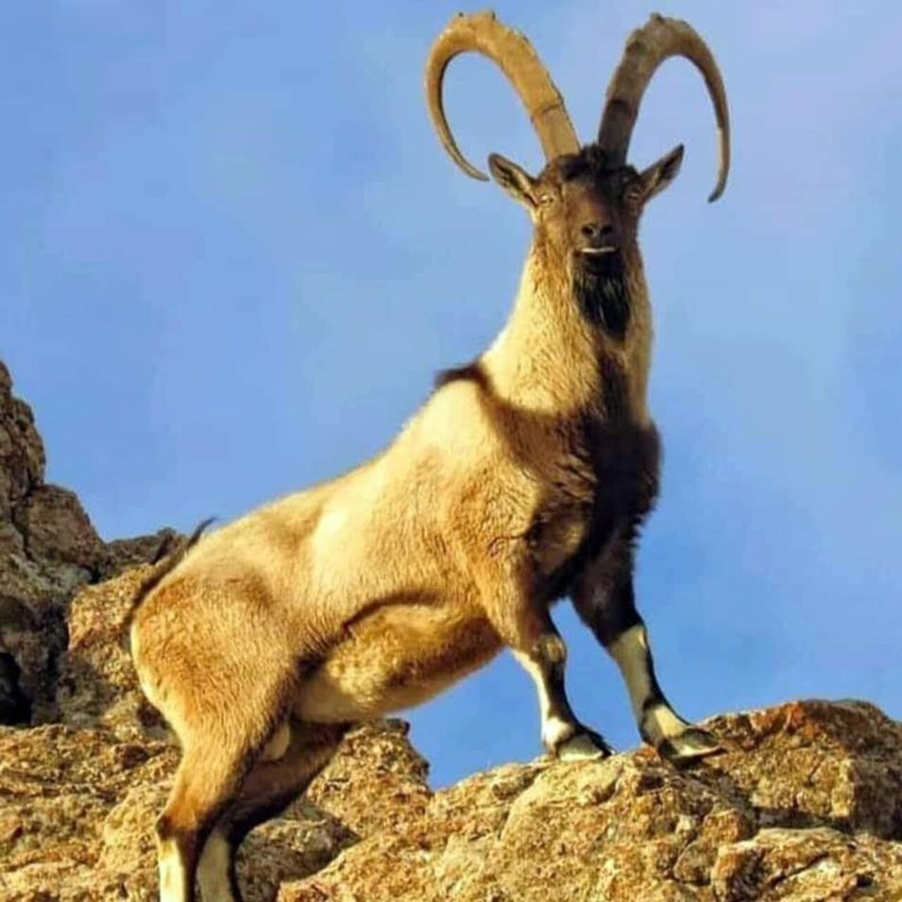Yaban keçisi vuranlara otomobil parası gibi ceza