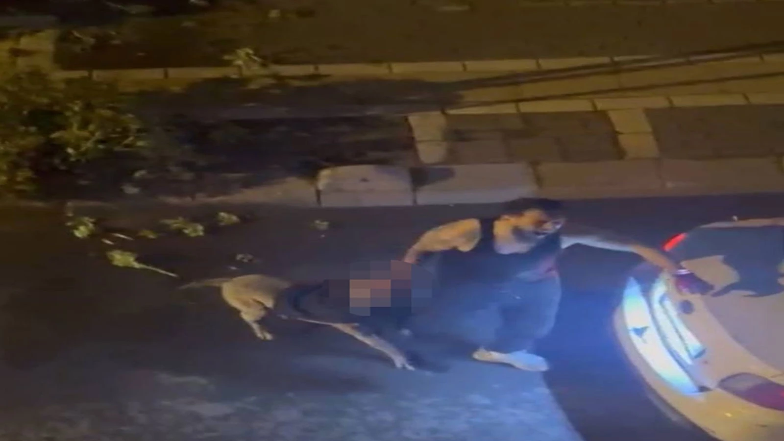 Bahçelievler’de Pitbull dehşeti! Sahibinin kolunu ısırdı