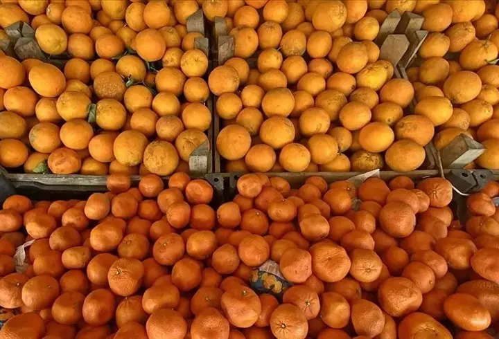 Türkiye’nin turunçgil ihracatı ilk çeyrekte rekor büyüme gösterdi