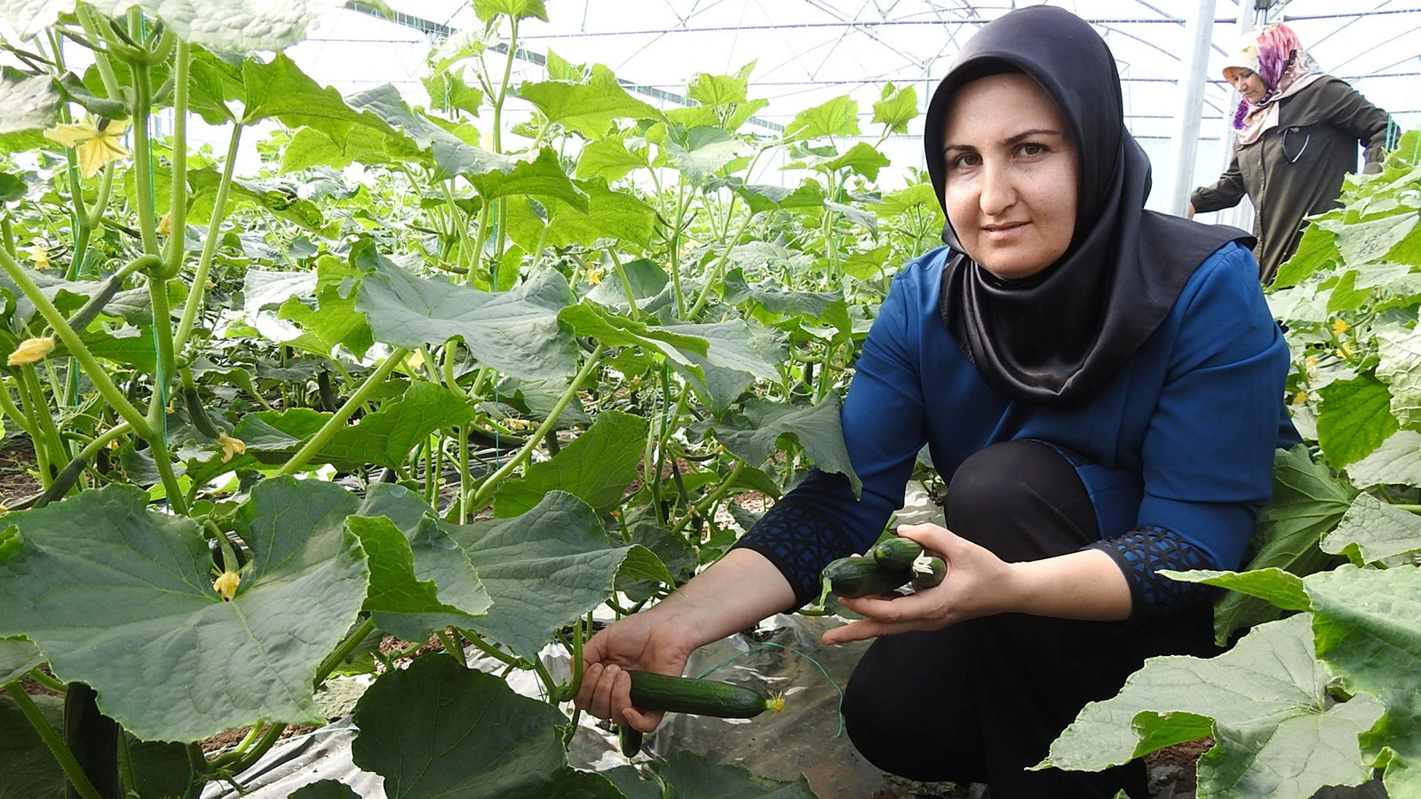 Seracı kadınlar günlük 500 kilo ürün alıyor