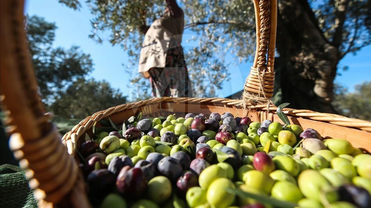 Marmarabirlik zeytin alım fiyatlarını belirledi