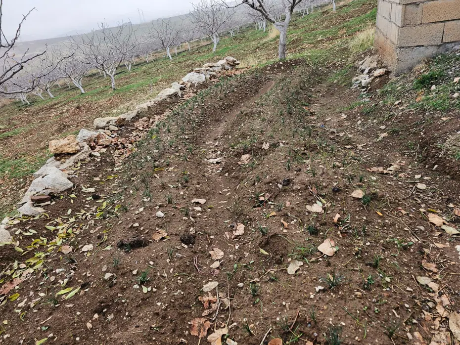 Deneme amaçlı ekmişti. Dünyanın en pahalısında ilk üretim