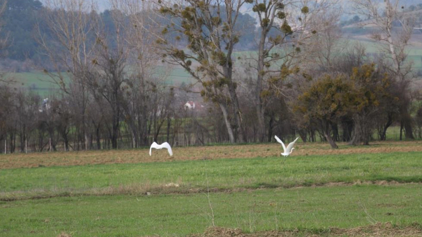 Bolu'da nadir rastlanan beyaz balıkçıl kuşlar görüntülendi