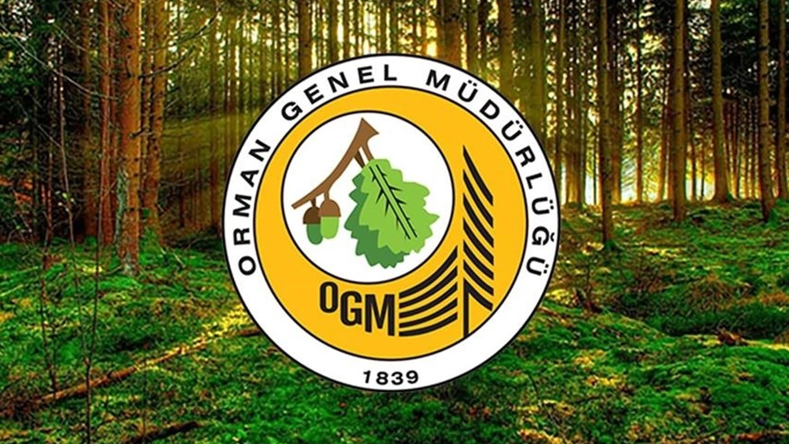 OGM, orman yangınlarından sonra yapılan çalışmaları açıkladı