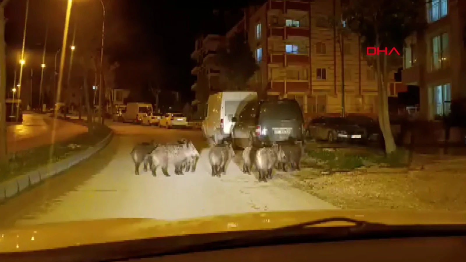 Hatay'da yerleşim yerine yaban domuzları indi