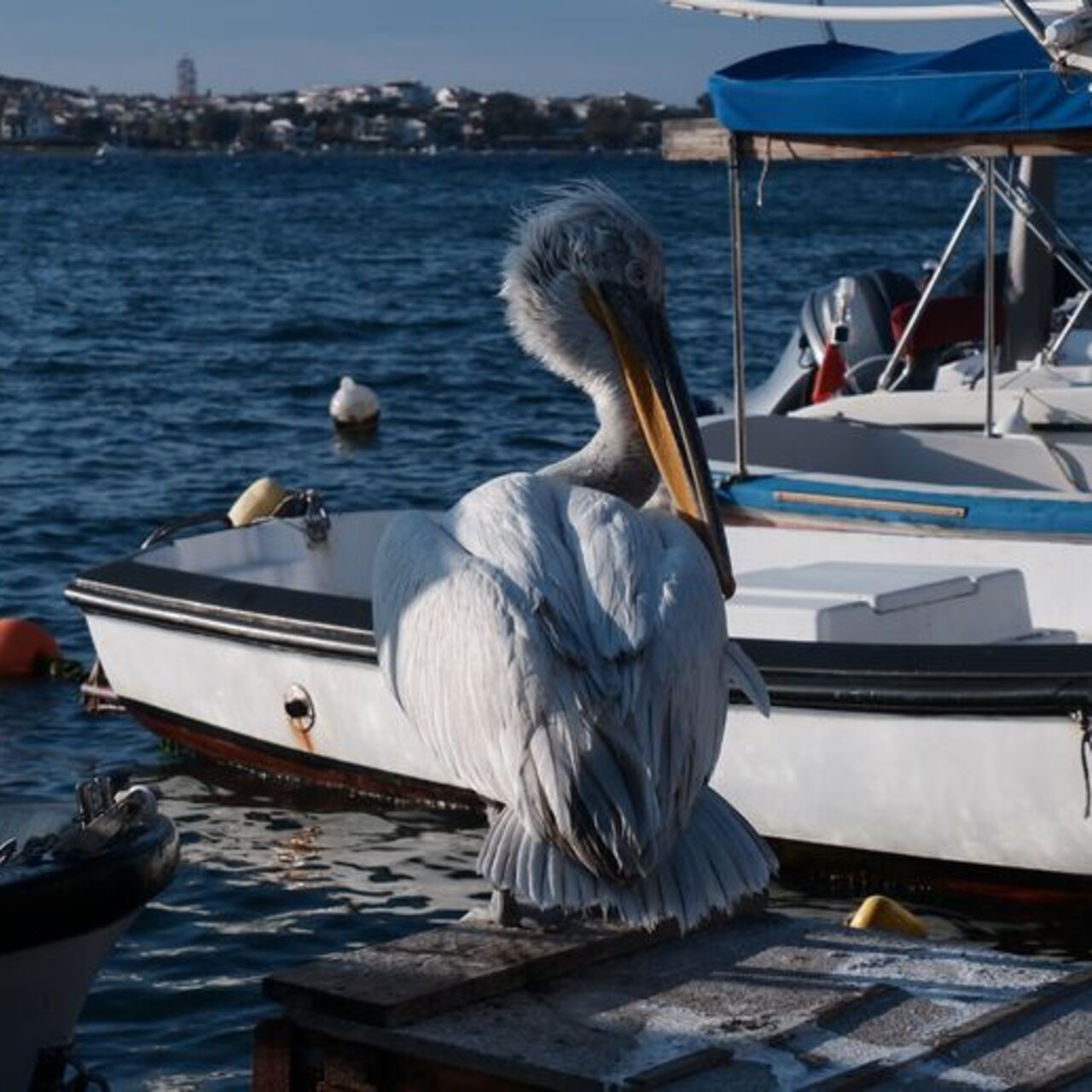 Pelikan Tosun yaralı olarak sığındığı Foça'nın maskotu