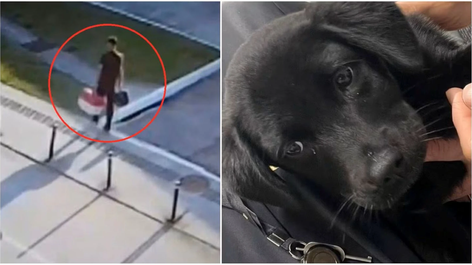 Uçağa alınmayan köpeğini park alanında bırakan yolcu gözaltına alındı