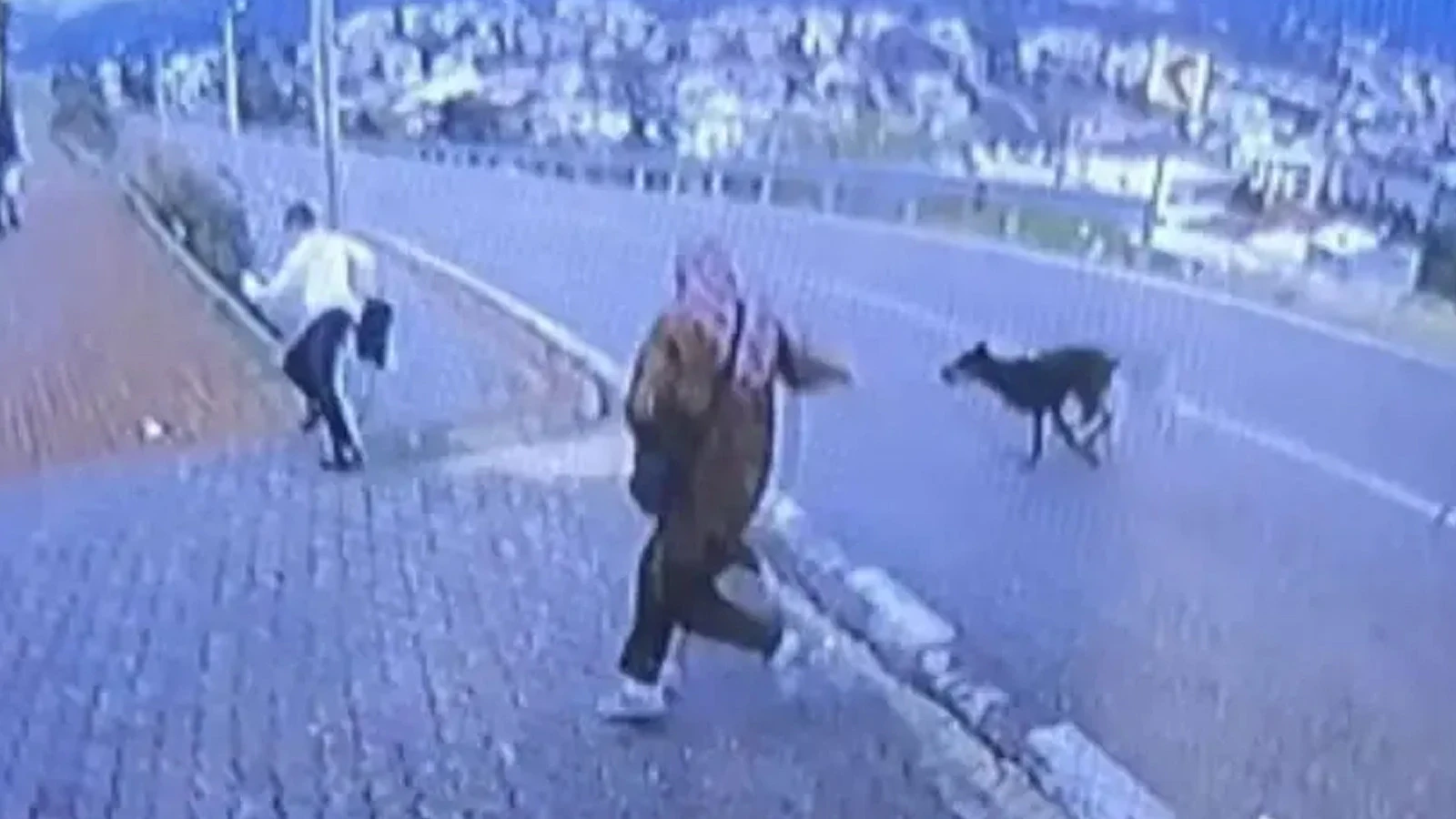 Bursa'da köpek dehşeti: Kaçmaya çalışan çocuk bacağını kırdı