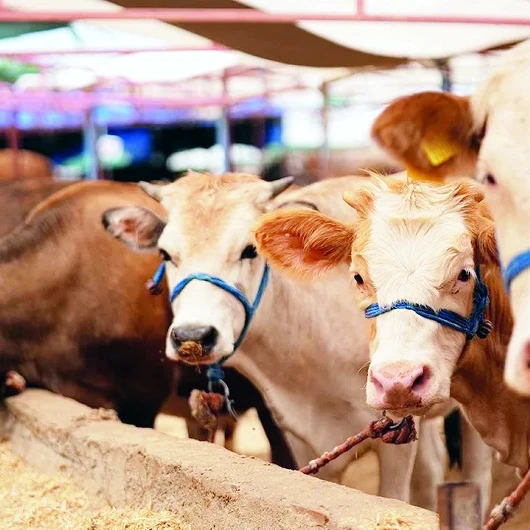 Kırmızı Et Piyasasına 350 Bin Tonluk Müdahale