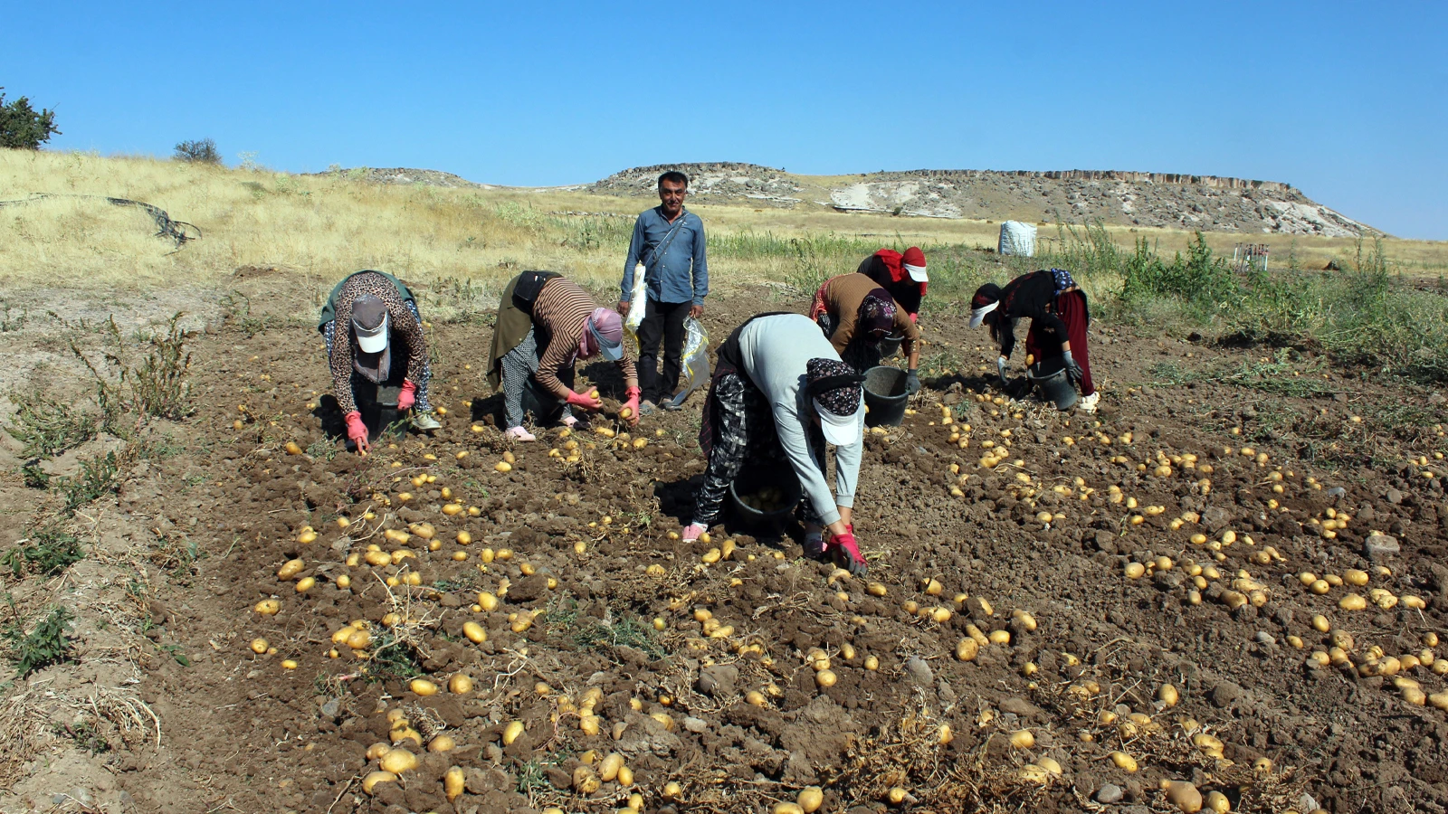 Tarlada 10 liraya kadar düştü, markette 40 liraya satılıyor
