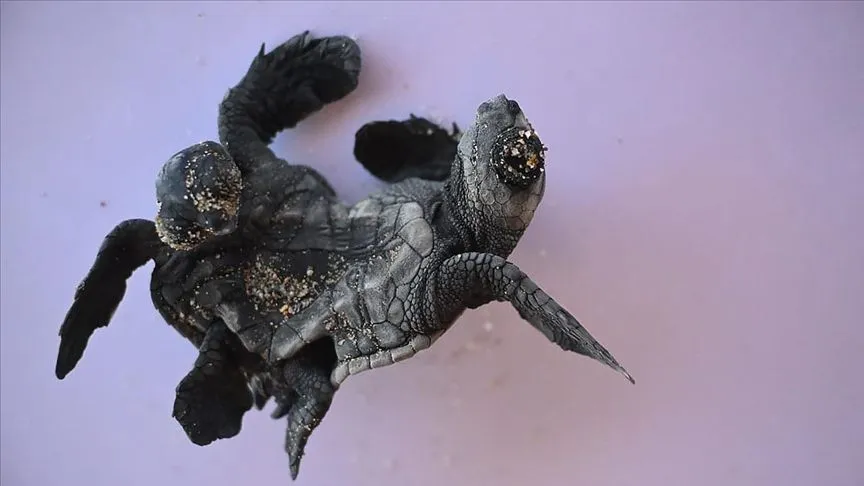 Antalya'da siyam ikizi yavru caretta caretta görüntülendi