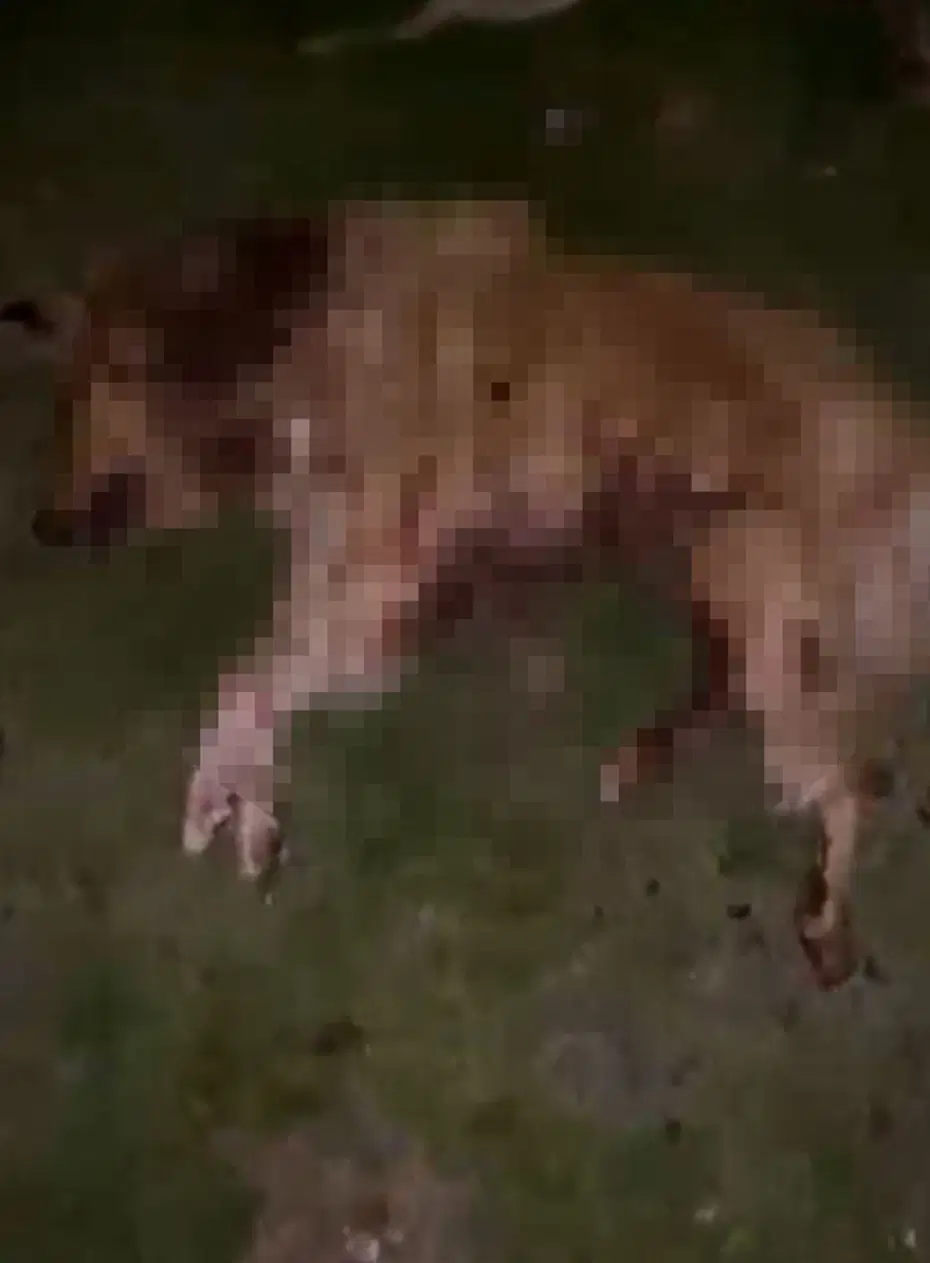 Samsun’da 9 köpek tabanca ile vurularak öldürüldü: Valilik açıklama yaptı