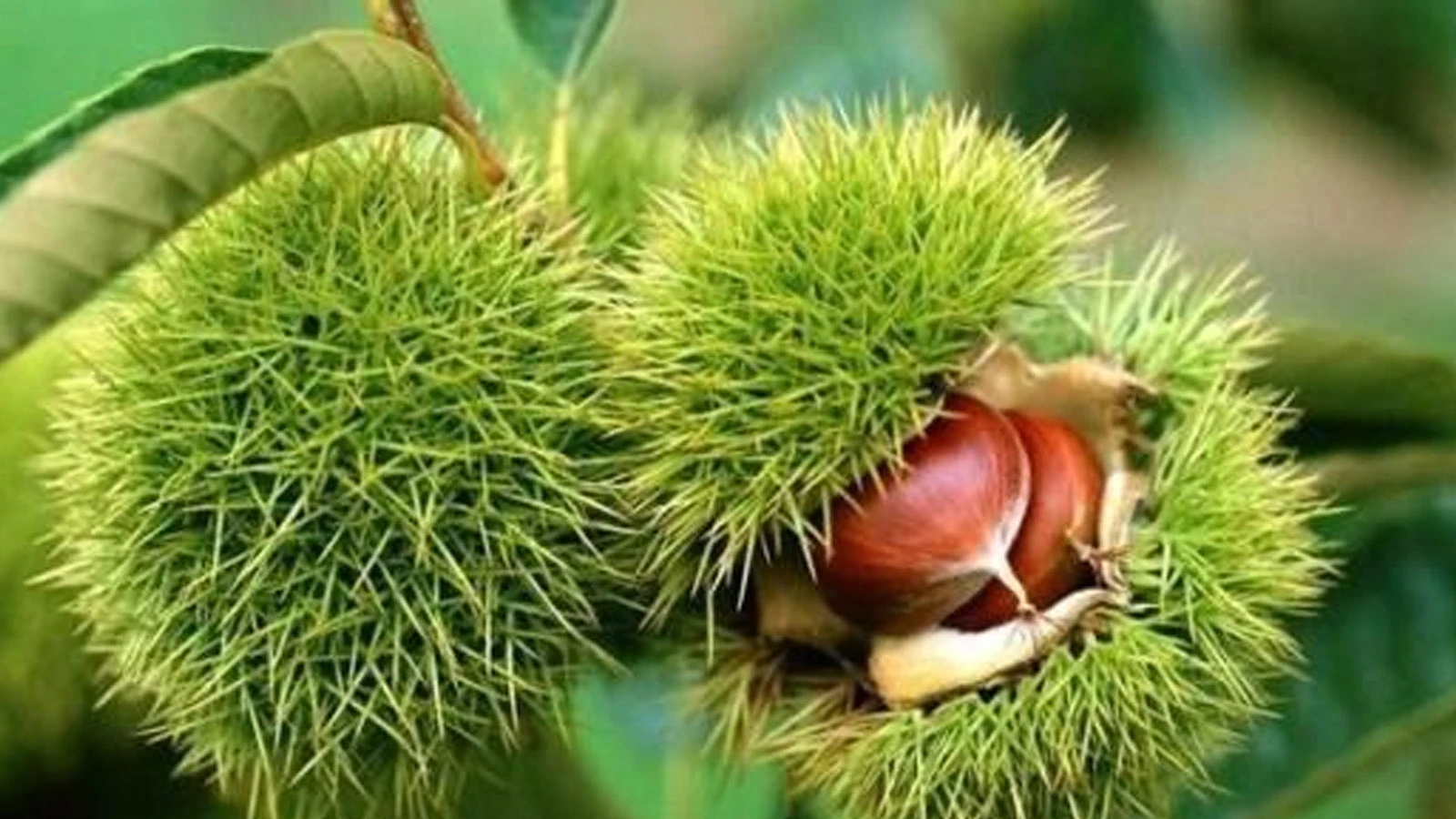 Bakanlık yüzde 75 destek verecek! Son başvuru tarihi 14 Kasım