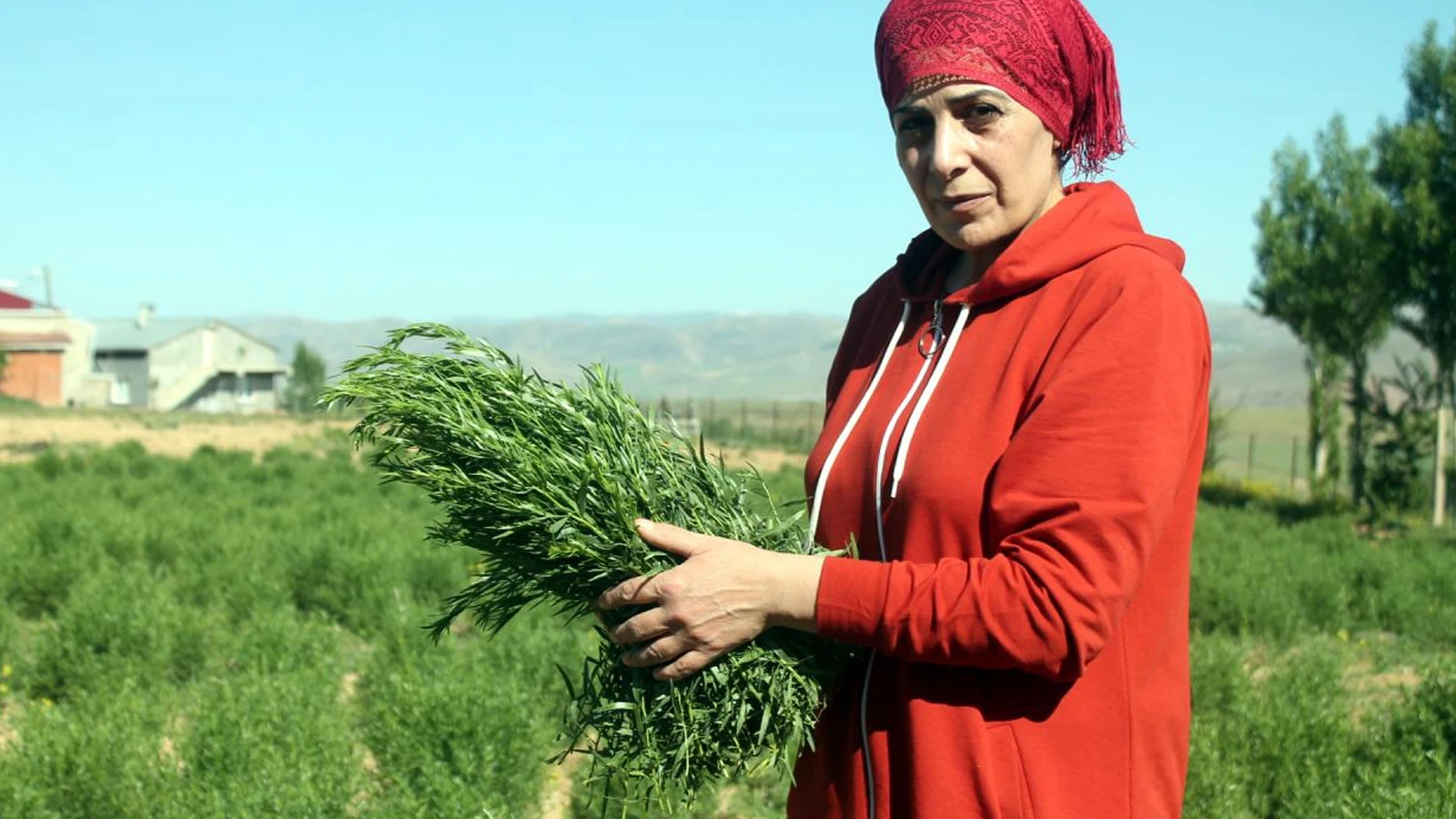 Coğrafi işaret 'Bayburt tarhunu'na ihracat yolunu açtı