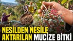 Nesilden Nesile Aktarılan Mucize Bitki: Kozmetik Ve İlaç Sanayisine Gönderiliyor