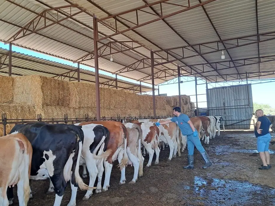 Riskli mahallelerde şap aşısı çalışmaları hızlandırıldı