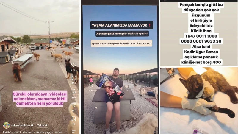 Köpekler Toplandı Bağış Talebi Sürüyor