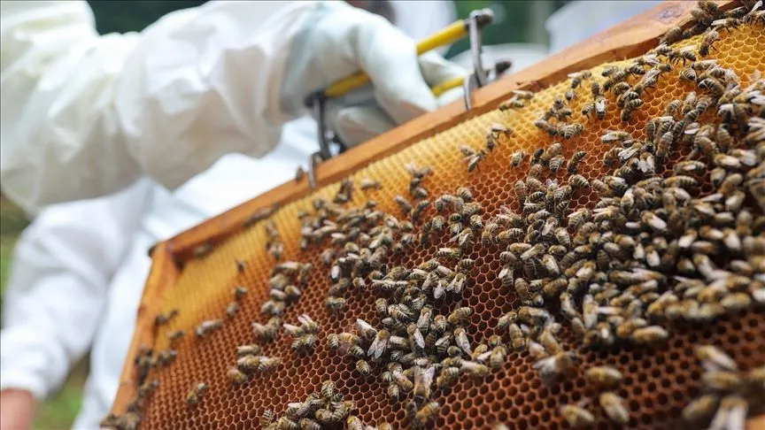 Zonguldak’ta kestane balından 600 ton rekolte bekleniyor