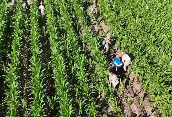 Mısır tarlasında 41 bin kök skunk ele geçirildi: 2 gözaltı