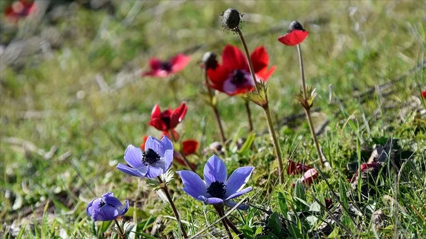 Lidya soylularının defnedildiği Bintepeler, açan çiçeklerle renklendi