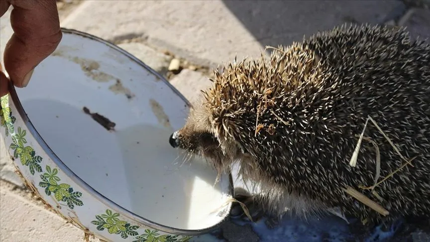 Aksaray'da bir çiftçi her sabah ahırına gelen kirpiyi sütle besliyor
