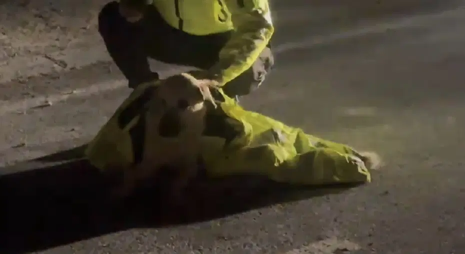 Polis, yaralı köpeğin üstünü montuyla örttü