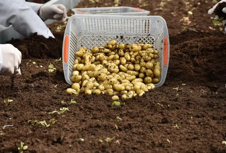 Patates Araştırma Enstitüsü’nden 10 yerli ve milli patates