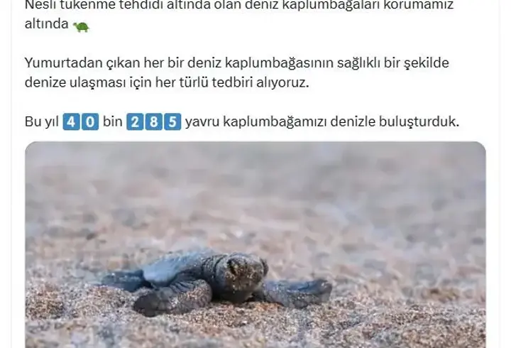 Bakan Kurum: 40 bin 285 yavru kaplumbağamızı denizle buluşturduk