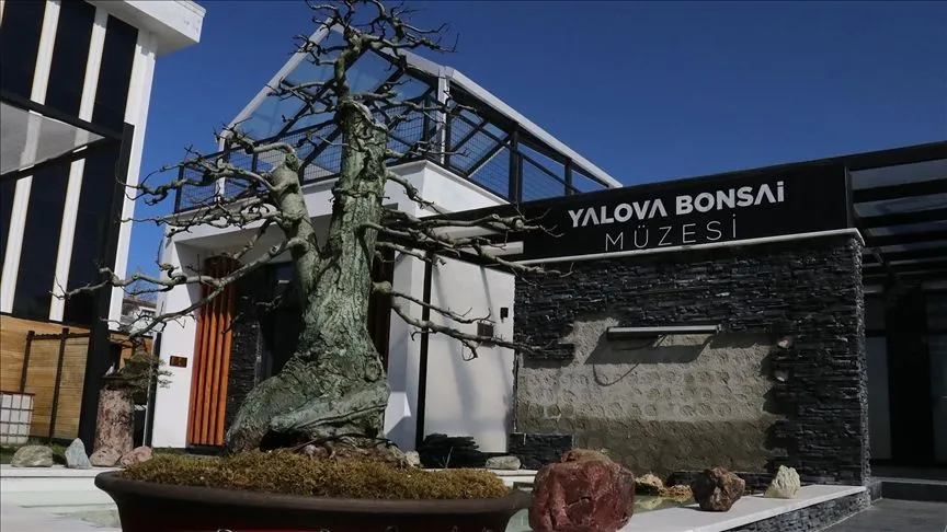 Avrupa'dan ödüllü bonsai müzesinde 2025 yılı hedefi 10 bin ziyaretçi