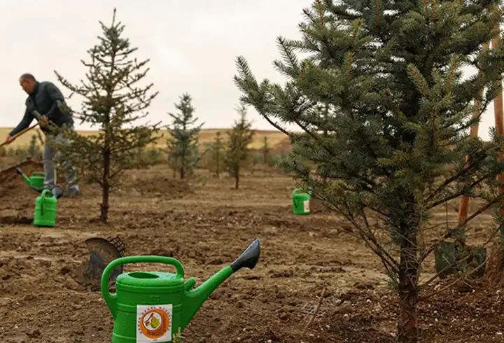 Havai fişek atanlara ders gibi ceza: 50'şer ağaç dikecekler