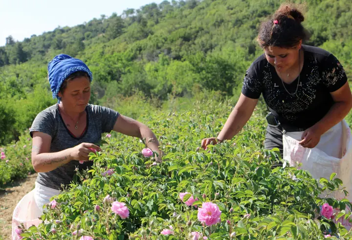 Zirai don gülü vurdu, rekolte yüzde 30 azaldı