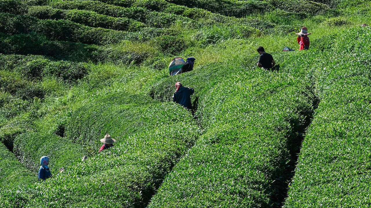 Rize Valisi Baydaş'tan çay üreticilerine "fiyat" uyarısı