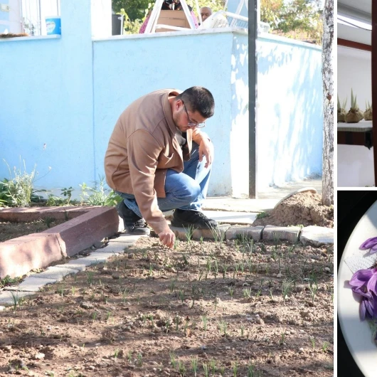 Okuduğu Makale Hayatını Değiştirdi: Topraksız Tarımla 15 Bin Safran Yetiştirdi