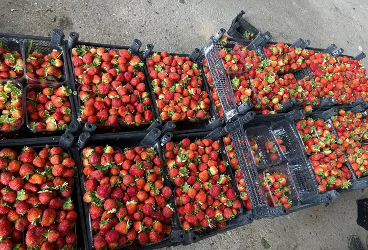 Silifke çileğinin haldeki fiyatı 130 TL
