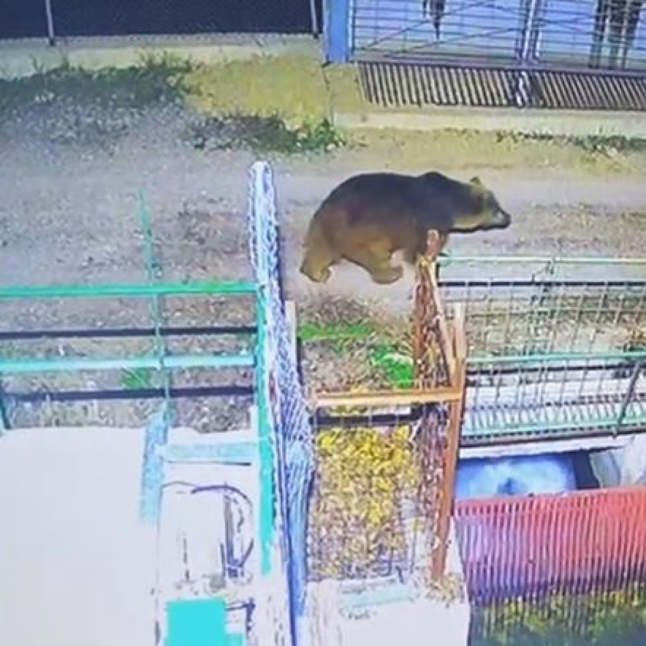 Sıcaklık ayıları vurdu! Kış uykusuna yatamadı!