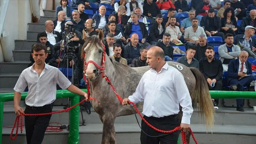 TİGEM'in açık artırmasında Arap tayı 5 milyon 250 bin liraya satıldı