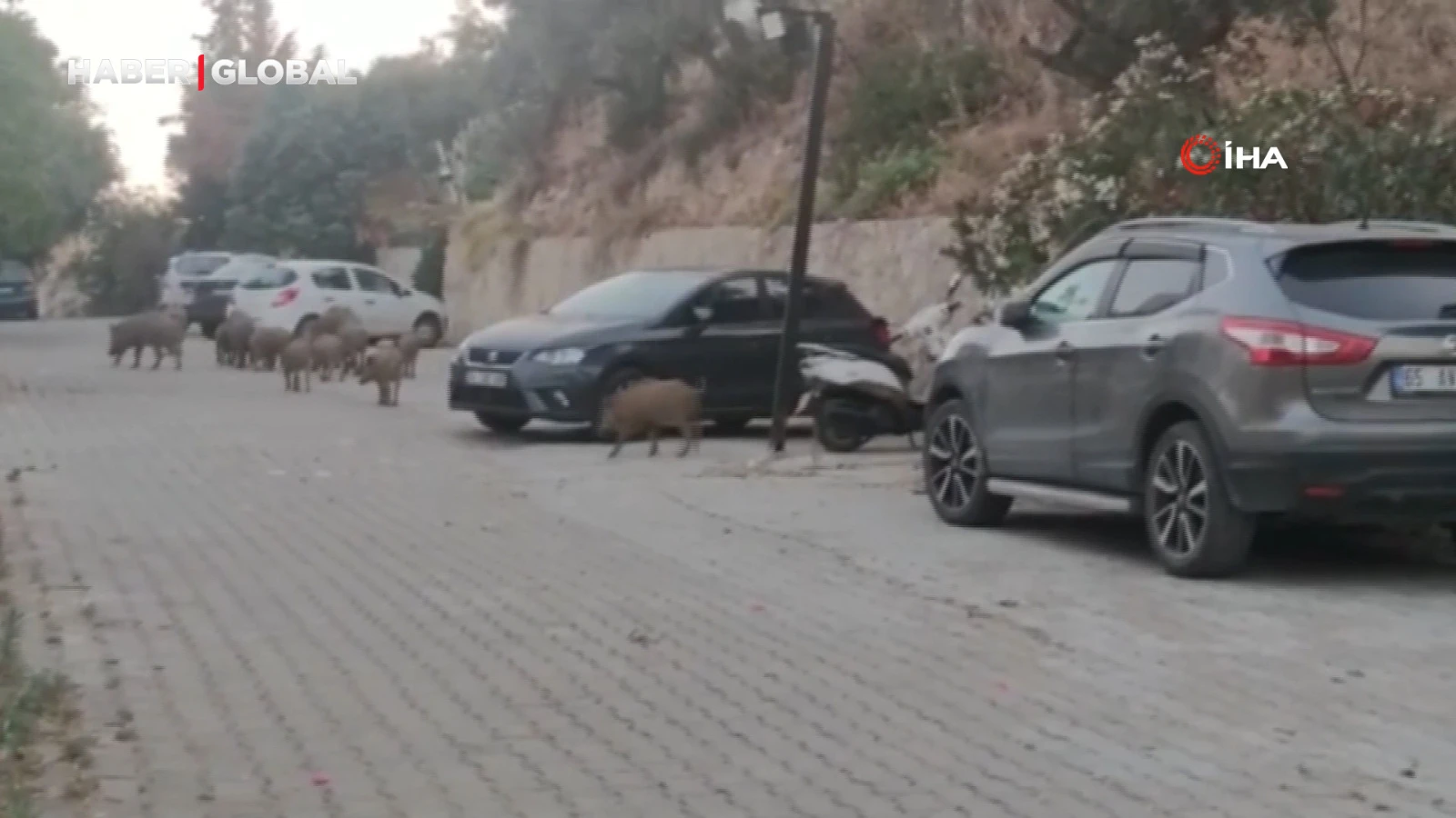 Kuşadası sokaklarını acıkan domuzlar istila etti