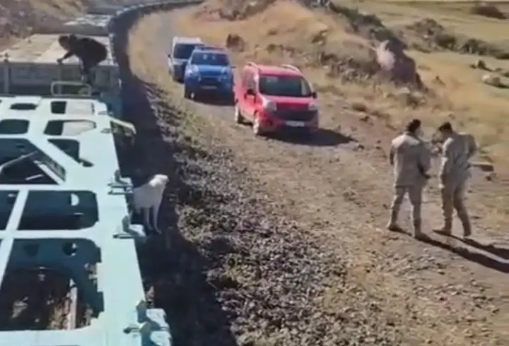 Yük treni büyükbaş sürüsüne çarptı; 5 inek öldü