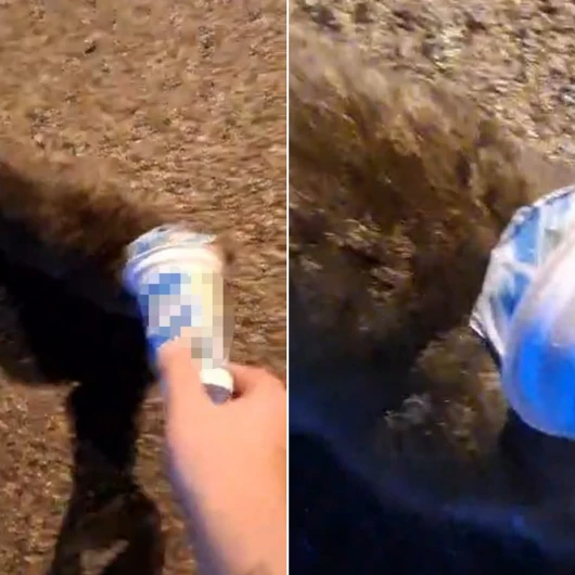 Zonguldak'ta Akılalmaz Olay: Kafasına Ayran Kutusu Sıkışan Kedi Yardım İstemek İçin İtfaiyeye Gitti