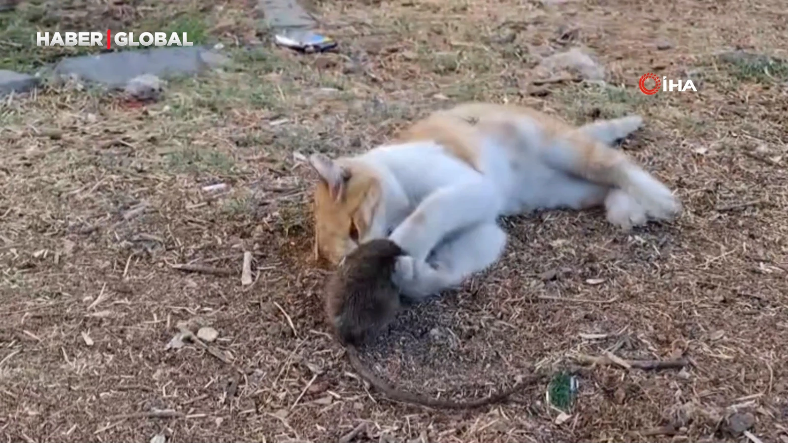 Kedi ile farenin dostluğu izleyenleri güldürdü