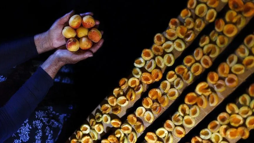 Malatya'dan yılın ilk çeyreğinde 66 milyon dolarlık kuru kayısı ihracatı