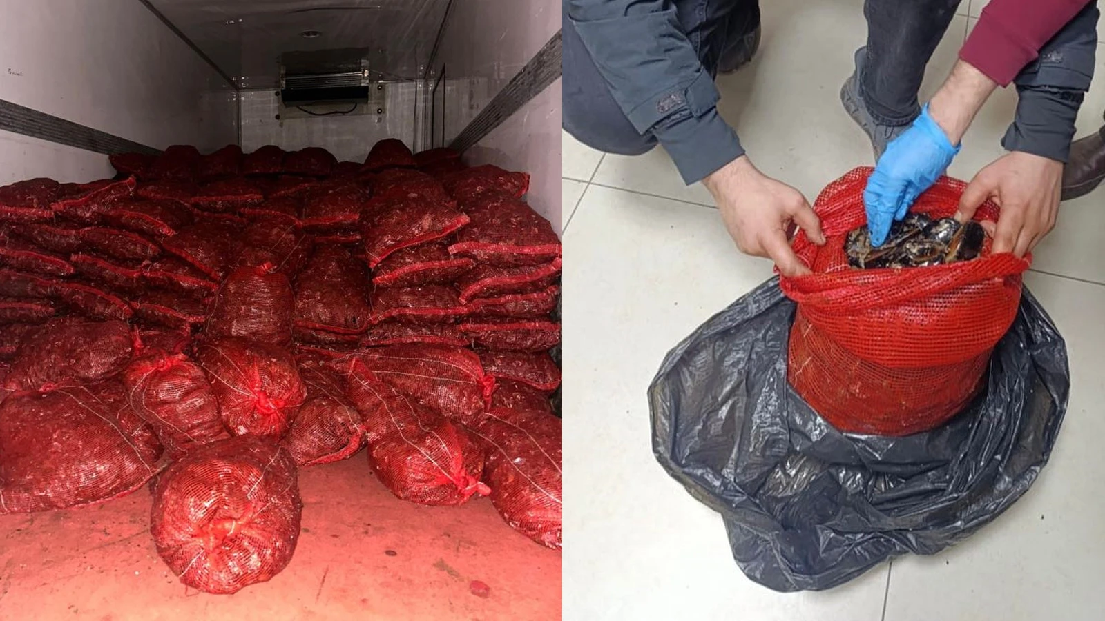 Bursa ve Balıkesir’de eş zamanlı operasyon: Tonlarca midye ele geçirildi