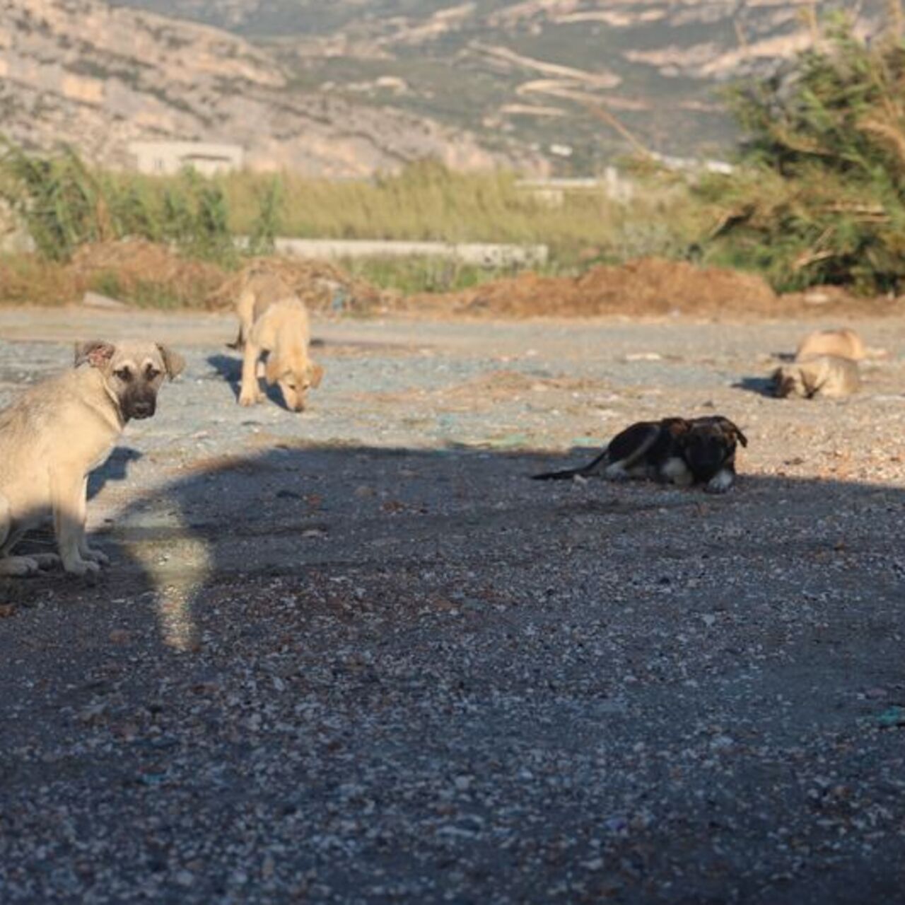 Hatay'da kuduz alarmı! Sahipsiz köpekler toplatılıyor