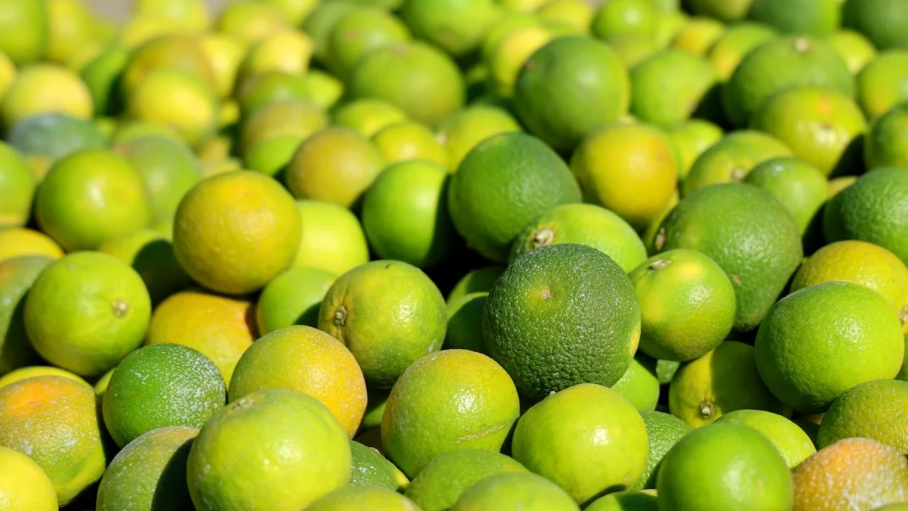 Bakanlık açıkladı: İlaç bulunan 6 bin 100 kilogram mandalina imha edildi