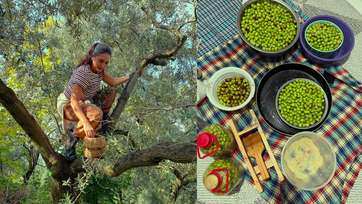 Ayvalık’a Yerleşti Zeytin Hasadına Başladı! Aslıhan Gürbüz Hasat Mutluluğunu Paylaştı