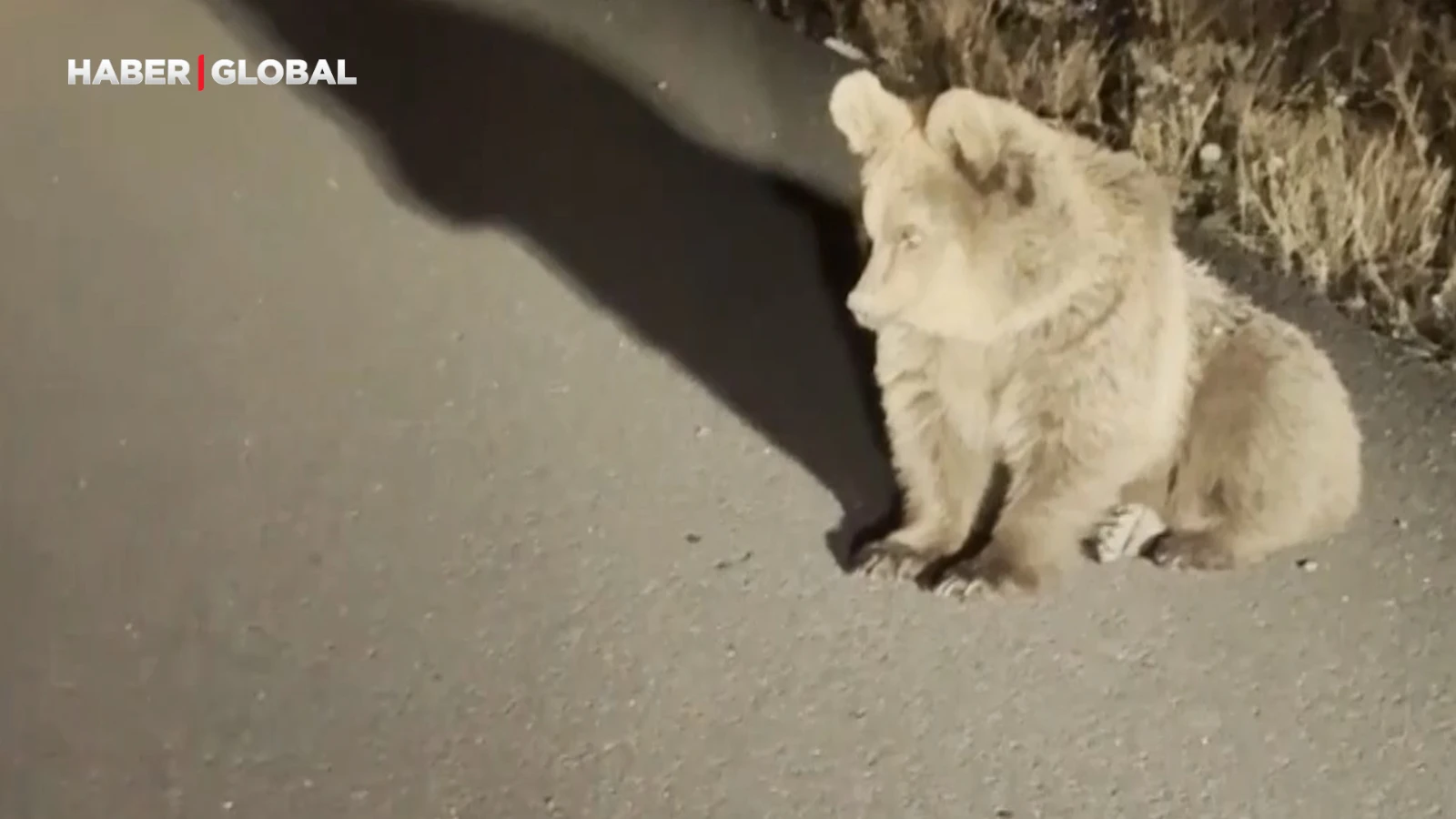 Kars’ta bitkin bulunan ayının başına gelenler kamerada